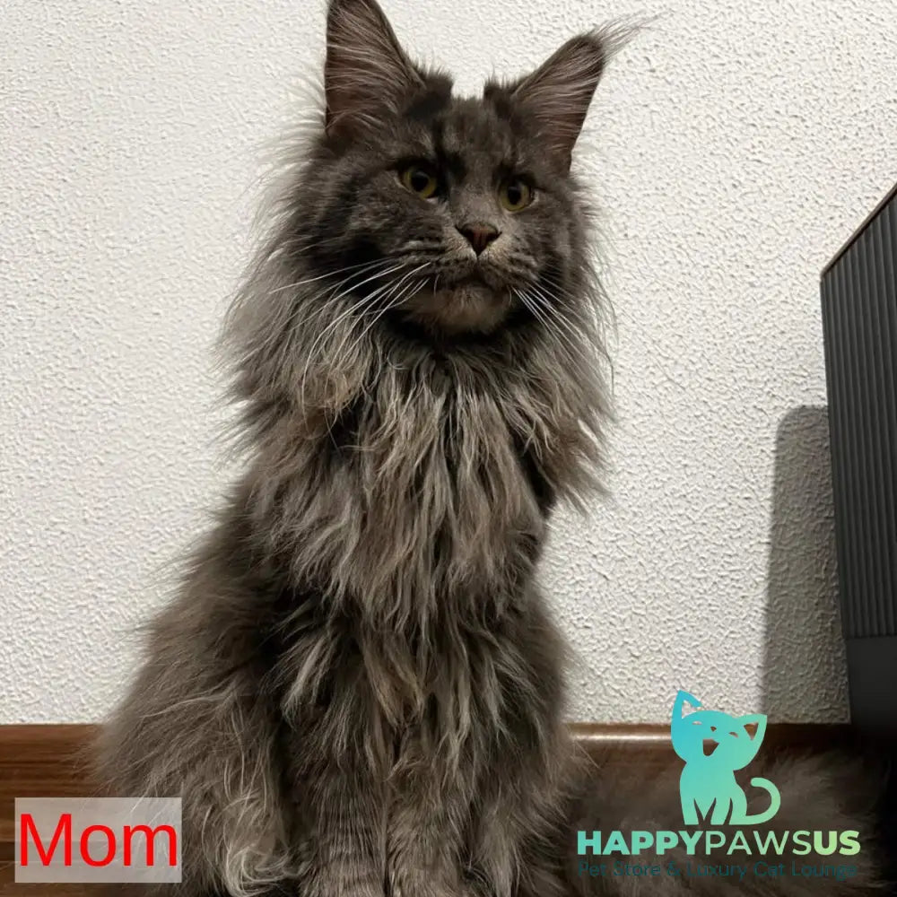 Bentley Maine Coon female white - live animals