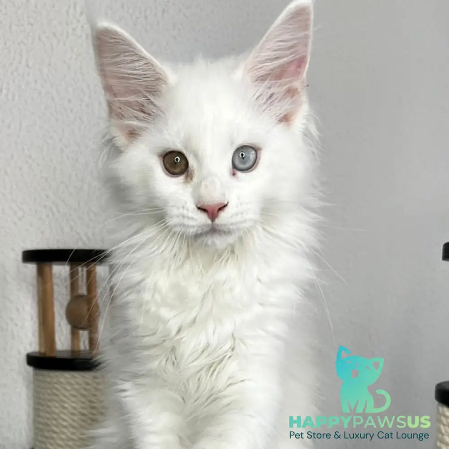 Bentley Maine Coon female white - live animals