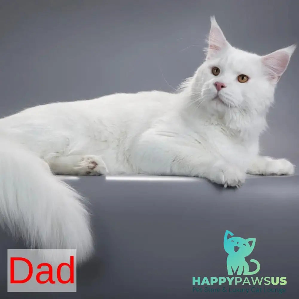 Bentley Maine Coon female white - live animals