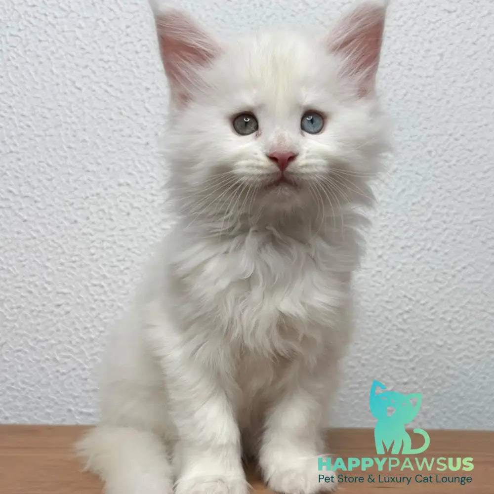 Bentley Maine Coon female white - live animals