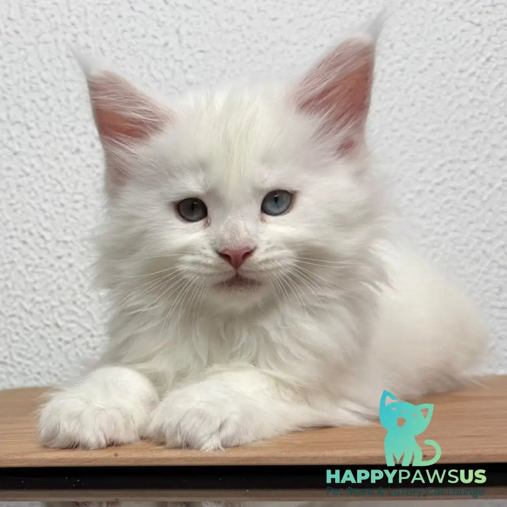 Bentley Maine Coon female white - live animals