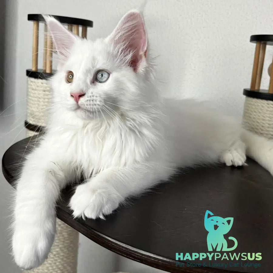 Bentley Maine Coon female white - live animals