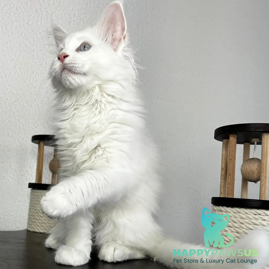 Bentley Maine Coon female white - live animals