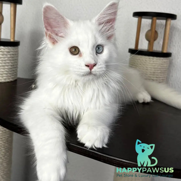 Bentley Maine Coon female white - live animals