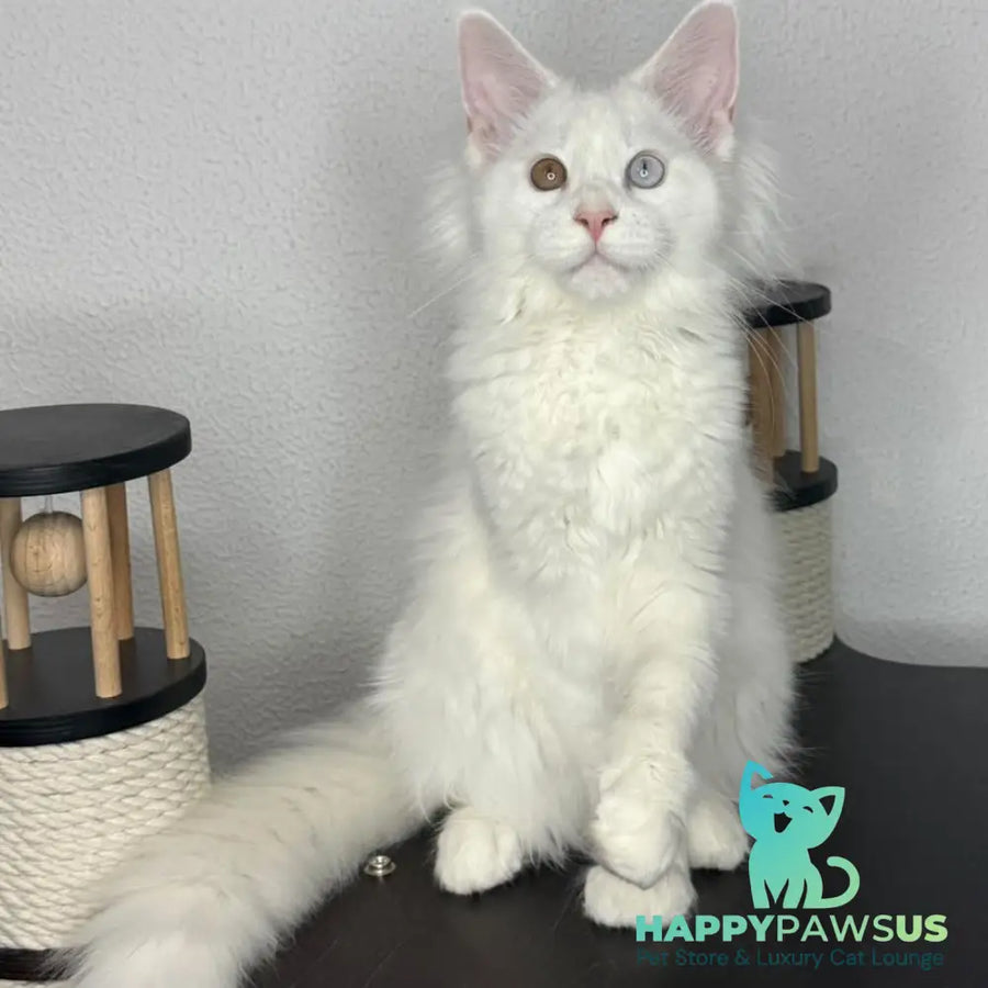 Bentley Maine Coon female white - live animals