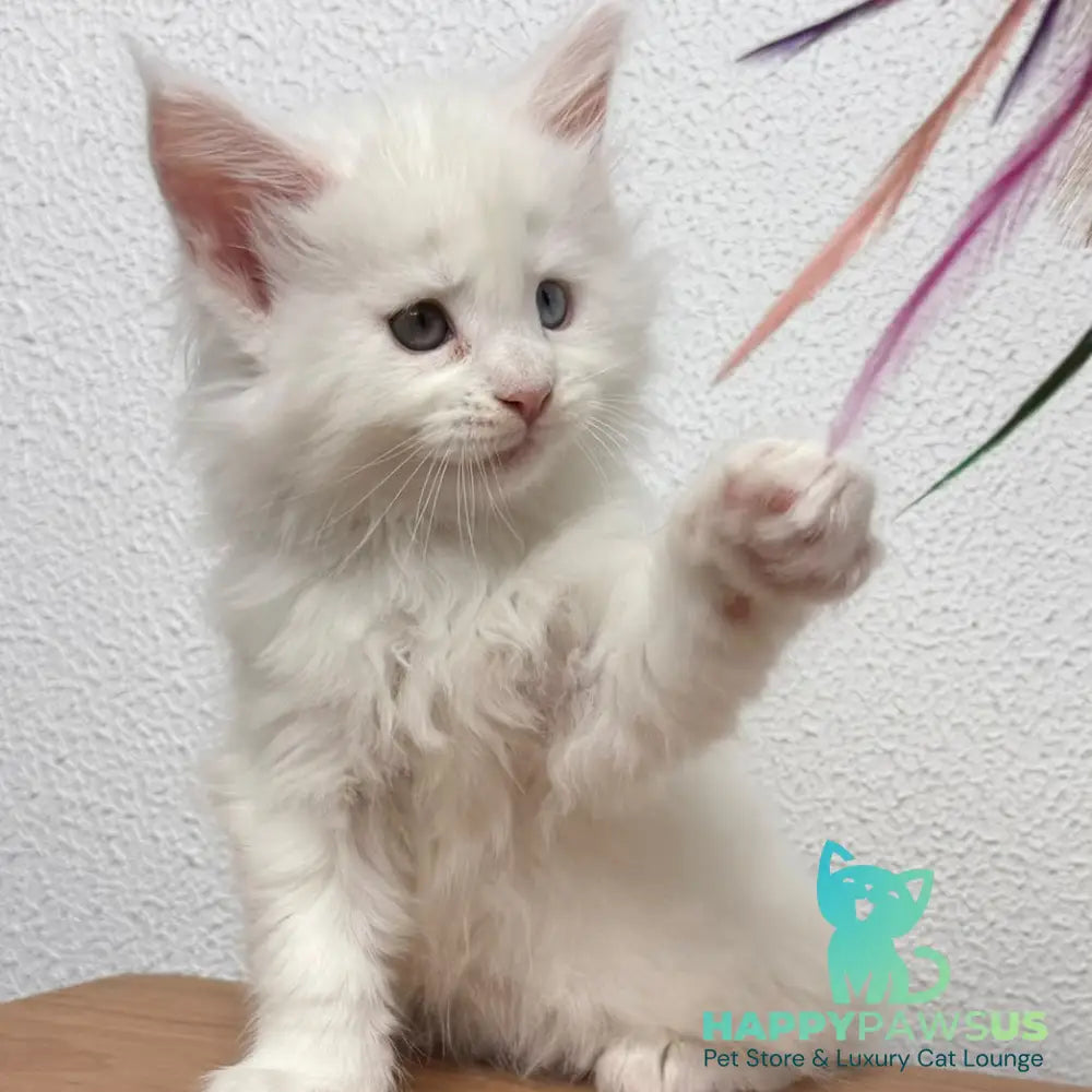 Bentley Maine Coon female white - live animals