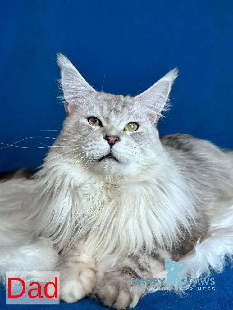 Bentley Maine Coon male red silver tabby live animals