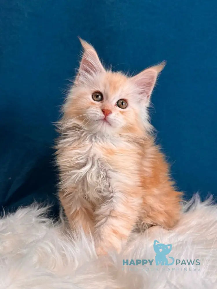 Bentley Maine Coon male red silver tabby live animals