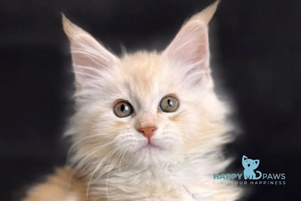 Bentley Maine Coon male red silver tabby live animals