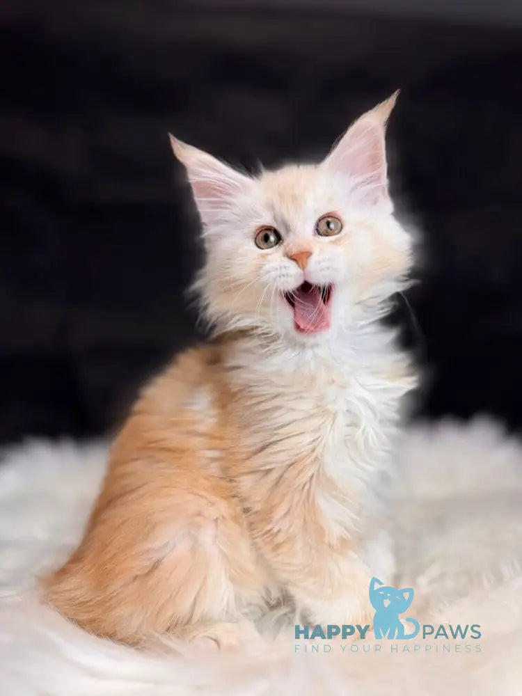 Bentley Maine Coon male red silver tabby live animals