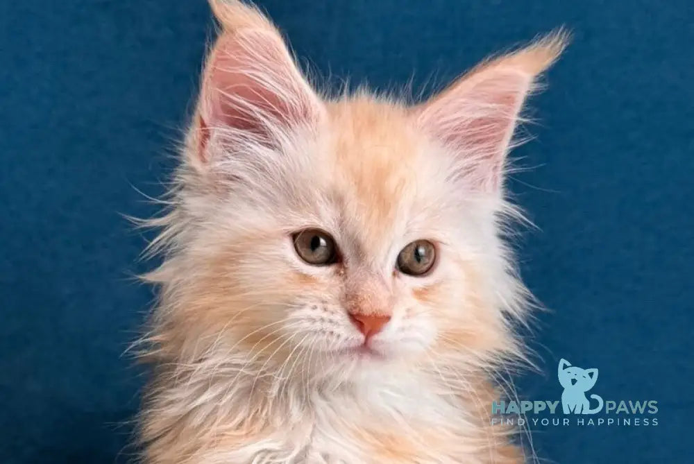 Bentley Maine Coon male red silver tabby live animals
