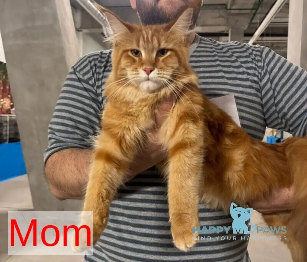 Bentley Maine Coon male red silver tabby live animals