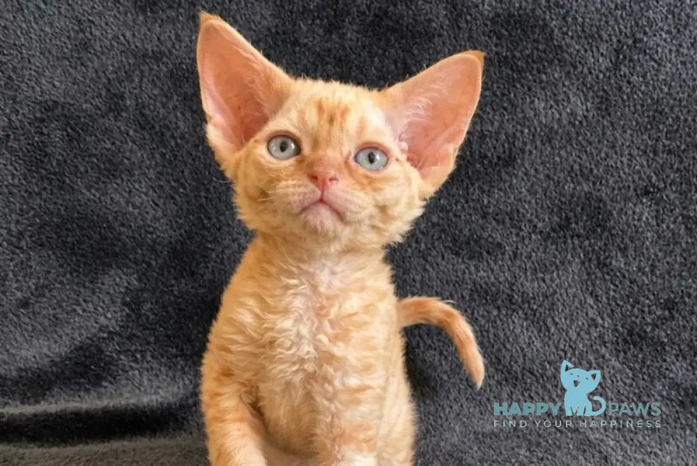 Benya Devon Rex male red - live animals