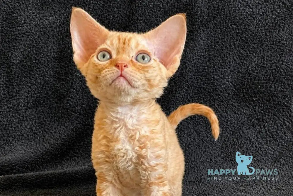 Benya Devon Rex male red - live animals