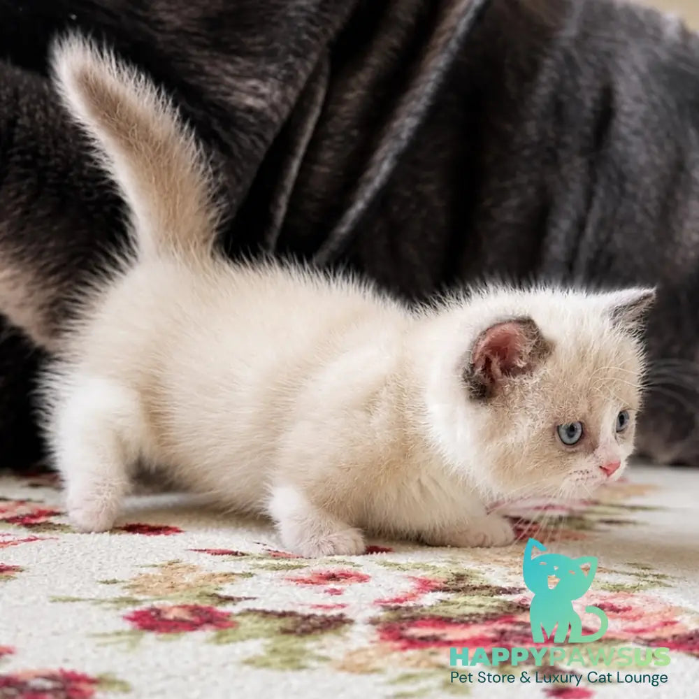 Benya Munchkin male black bicolour pointed - live animals