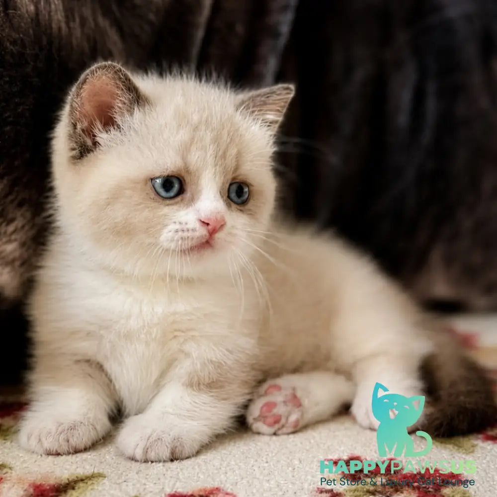 Benya Munchkin male black bicolour pointed - live animals