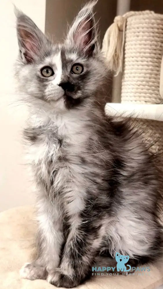 Berna Maine Coon female black tortie silver live animals