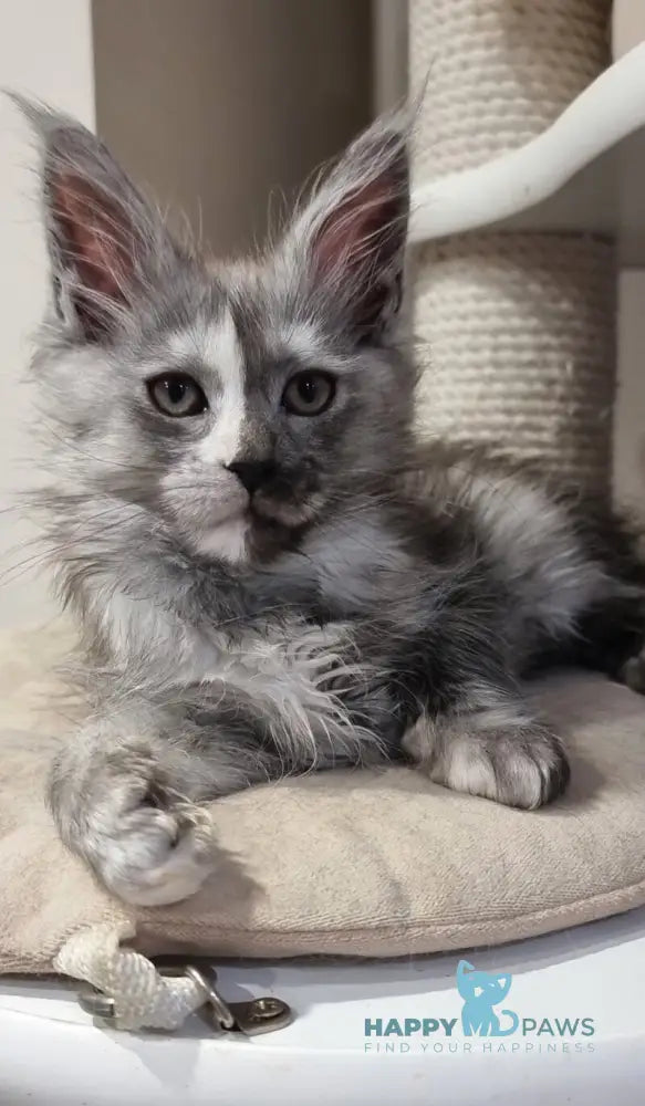 Berna Maine Coon female black tortie silver live animals