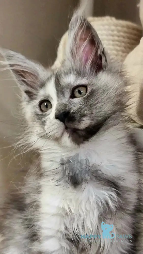 Berna Maine Coon female black tortie silver live animals