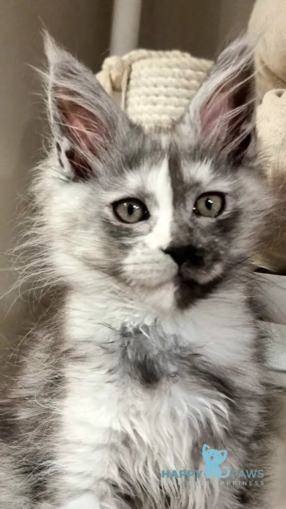 Berna Maine Coon female black tortie silver live animals