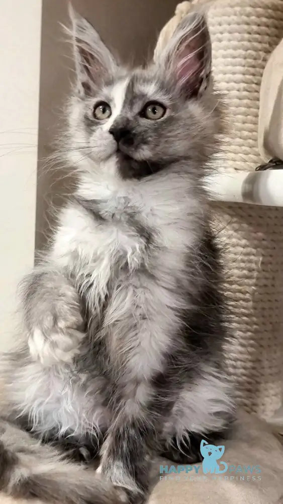 Berna Maine Coon female black tortie silver live animals