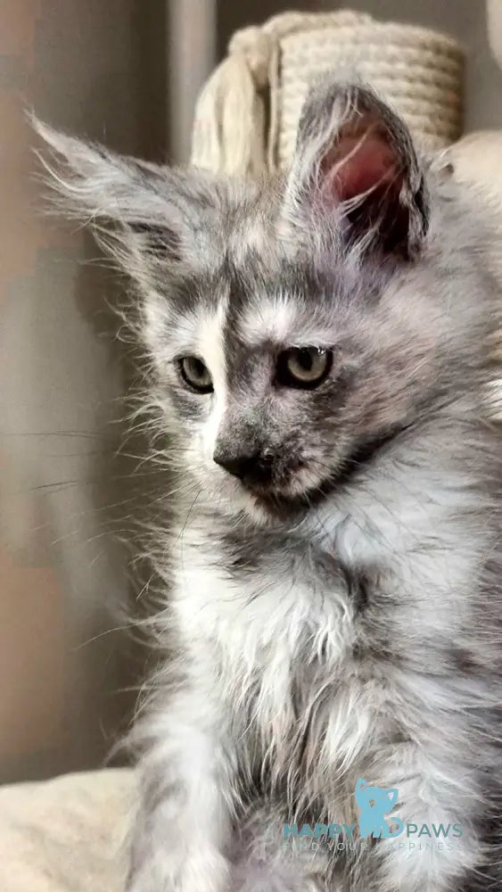 Berna Maine Coon female black tortie silver live animals