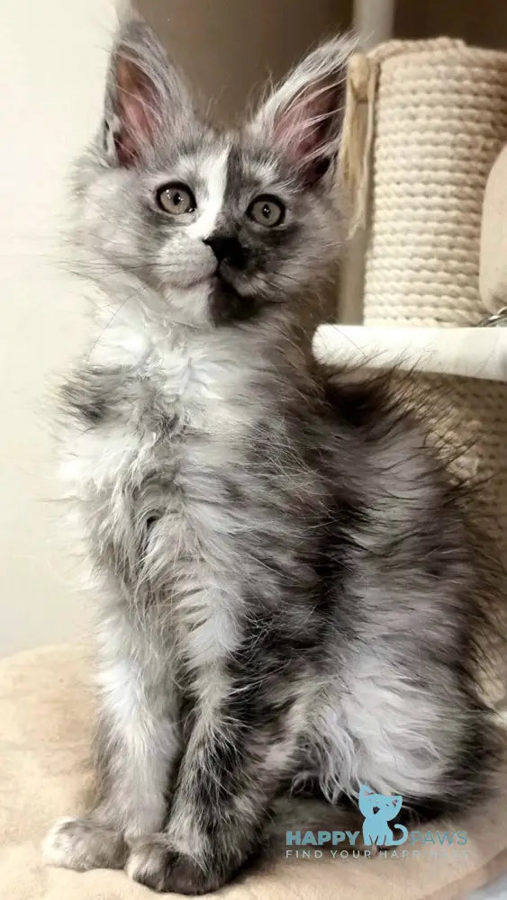 Berna Maine Coon female black tortie silver live animals