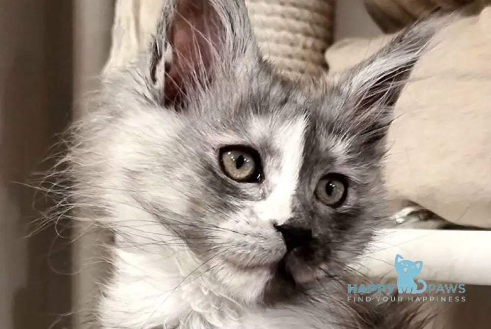 Berna Maine Coon female black tortie silver live animals