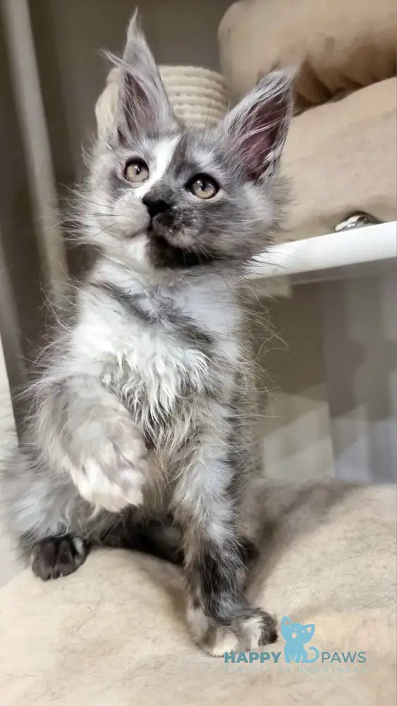 Berna Maine Coon female black tortie silver live animals