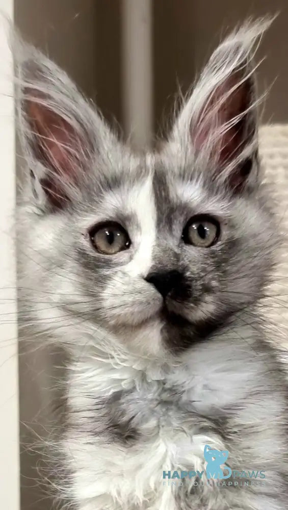 Berna Maine Coon female black tortie silver live animals