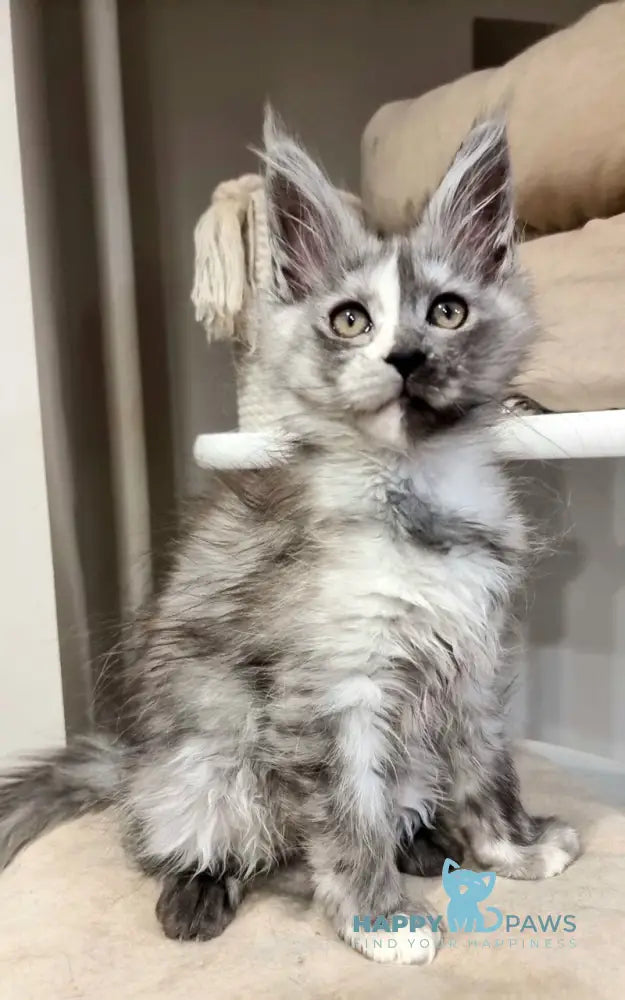 Berna Maine Coon female black tortie silver live animals