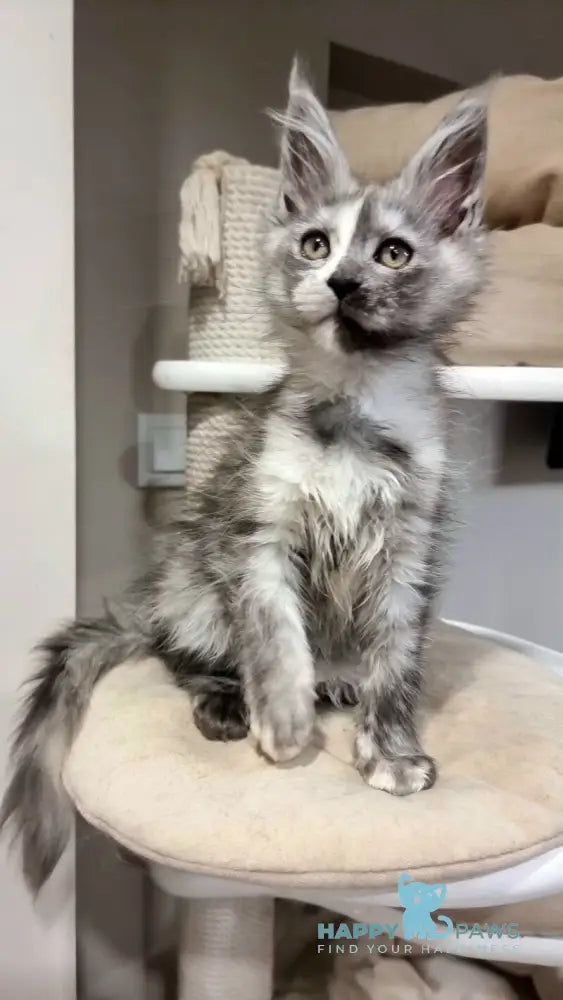 Berna Maine Coon female black tortie silver live animals