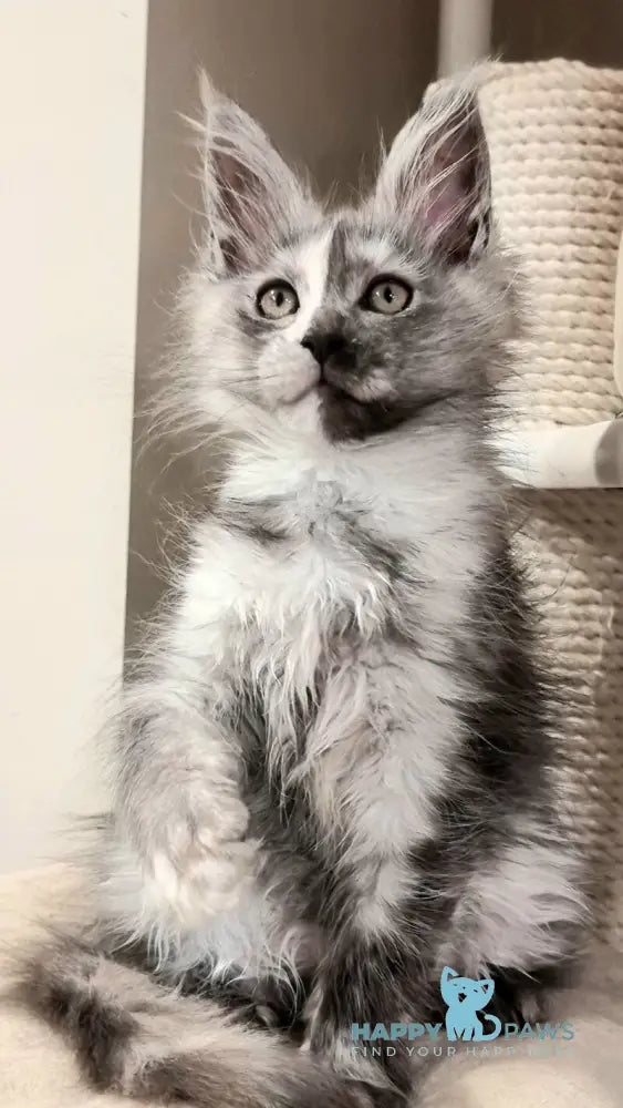 Berna Maine Coon female black tortie silver live animals