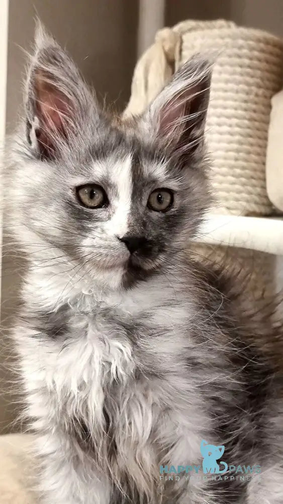 Berna Maine Coon female black tortie silver live animals