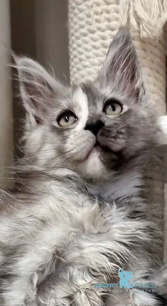 Berna Maine Coon female black tortie silver live animals