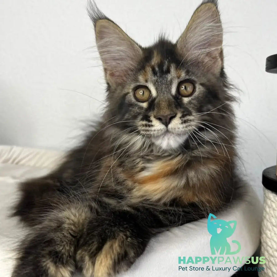 Bernadette Maine Coon female black tortie tabby - live animals