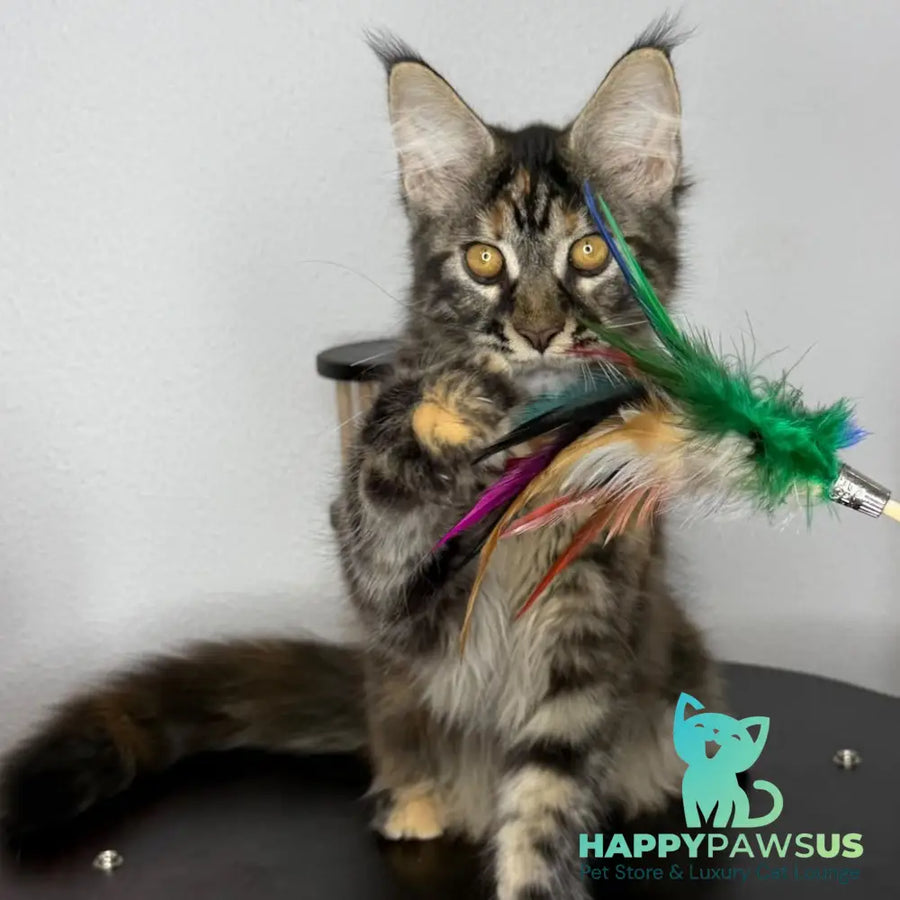 Bernadette Maine Coon female black tortie tabby - live animals