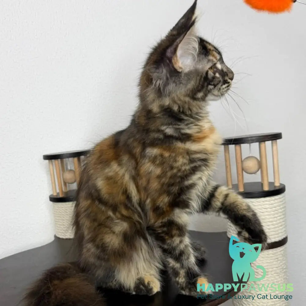 Bernadette Maine Coon female black tortie tabby - live animals