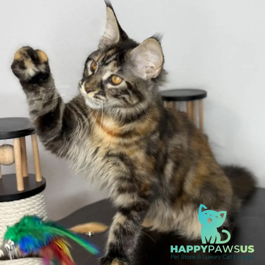 Bernadette Maine Coon female black tortie tabby - live animals