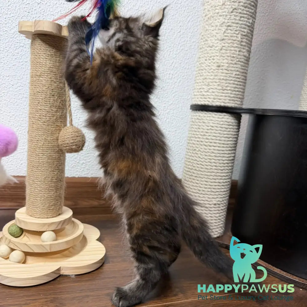 Bernadette Maine Coon female black tortie tabby - live animals