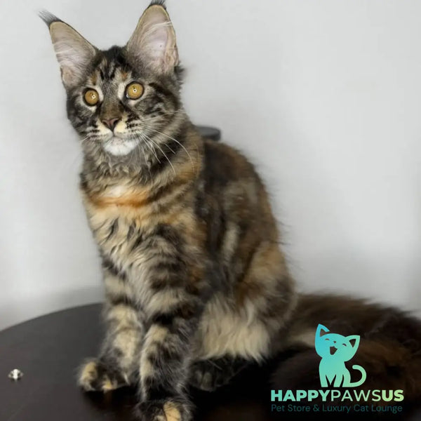 Bernadette Maine Coon female black tortie tabby - live animals
