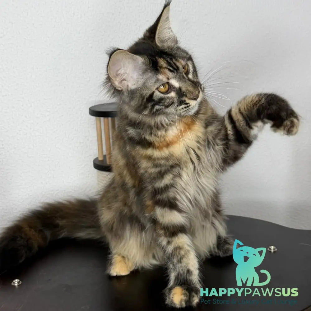 Bernadette Maine Coon female black tortie tabby - live animals