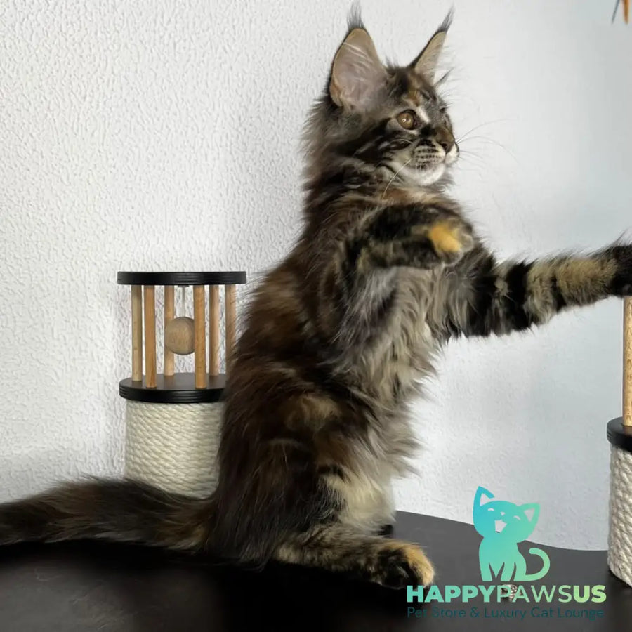 Bernadette Maine Coon female black tortie tabby - live animals