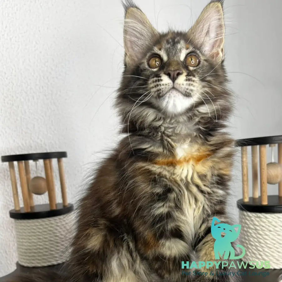 Bernadette Maine Coon female black tortie tabby - live animals