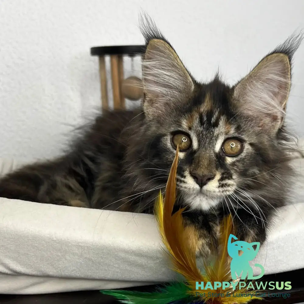 Bernadette Maine Coon female black tortie tabby - live animals