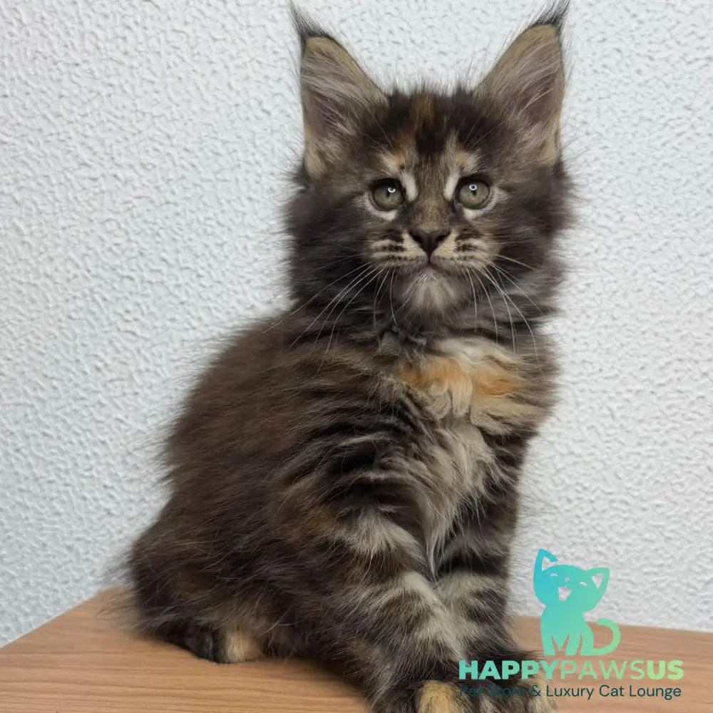 Bernadette Maine Coon female black tortie tabby - live animals
