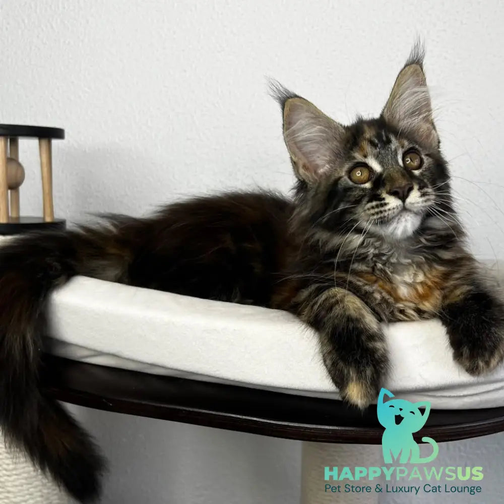 Bernadette Maine Coon female black tortie tabby - live animals