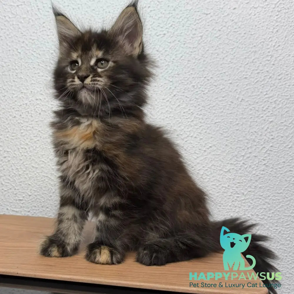 Bernadette Maine Coon female black tortie tabby - live animals