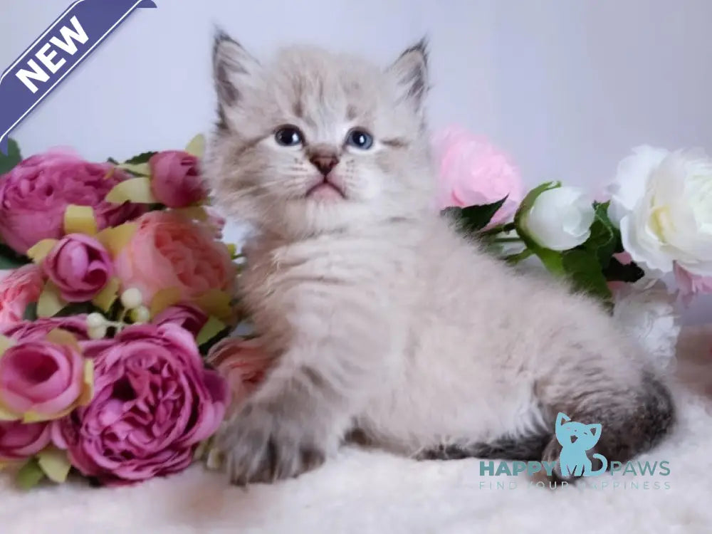 Bernard Siberian male black tabby pointed live animals