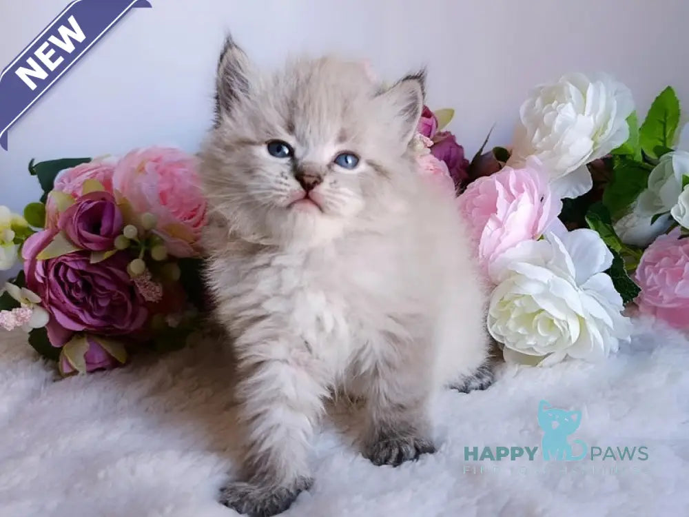 Bernard Siberian male black tabby pointed live animals